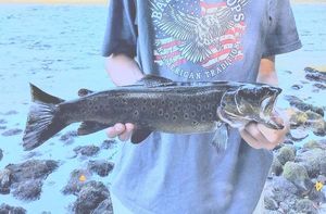 Brown Trout
