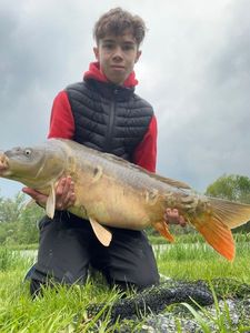 Mirror Carp