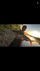 Barbel