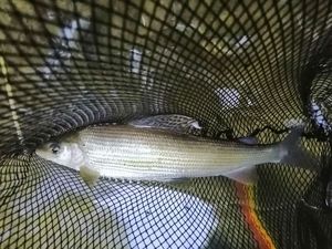 Grayling