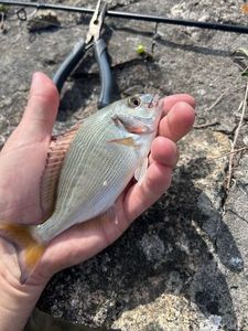 Gilthead Seabream