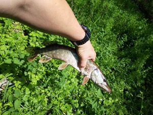 Northern Pike