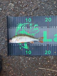 European Perch