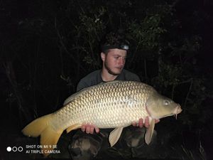 Common Carp