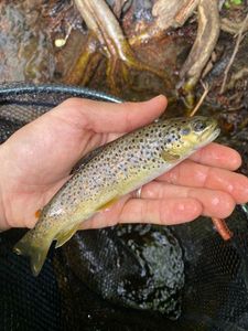 Brown Trout
