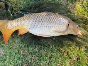 Common Carp