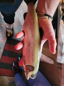 Rainbow Trout
