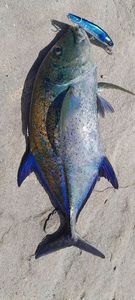Bluefin Trevally