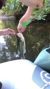 Largemouth Bass