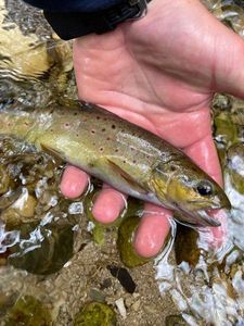 Brown Trout