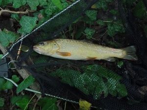 Brown Trout