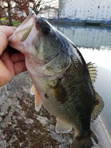 Largemouth Bass