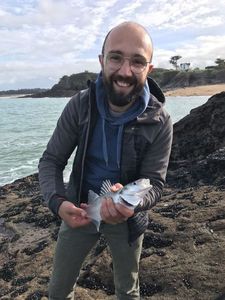 European Bass (Seabass)