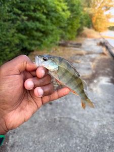 European Perch