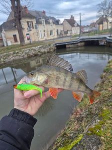 European Perch
