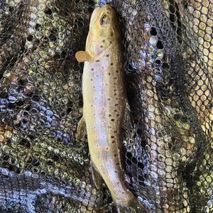 Brown Trout