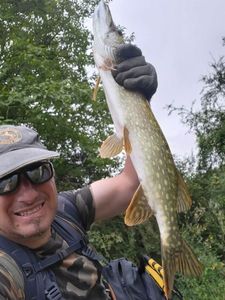 Northern Pike