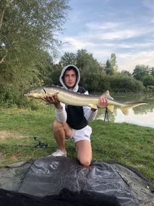 Sturgeon