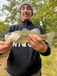 Largemouth Bass