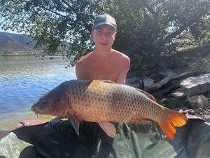 Common Carp