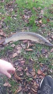 Northern Pike