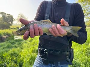 Brown Trout