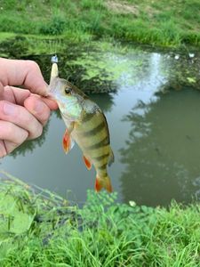 European Perch