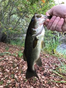 Largemouth Bass