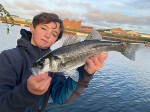 European Bass (Seabass)