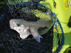European Bass (Seabass)