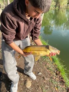 Common Carp
