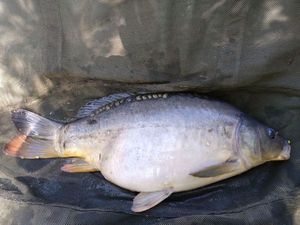 Mirror Carp