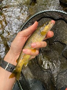Brown Trout