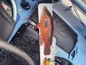 Ballan Wrasse