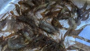 Common Prawn