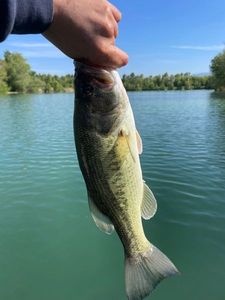 Smallmouth Bass