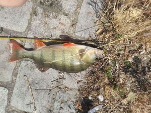 European Perch