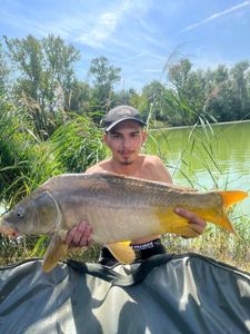 Mirror Carp