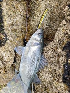 European Bass (Seabass)