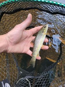 Brown Trout