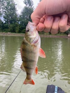 European Perch