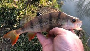 European Perch