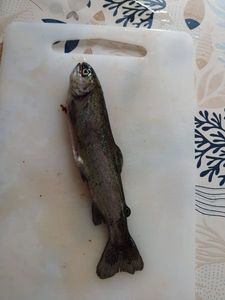 Rainbow Trout