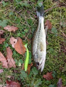 Largemouth Bass