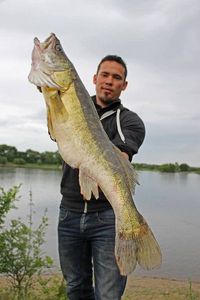 Zander