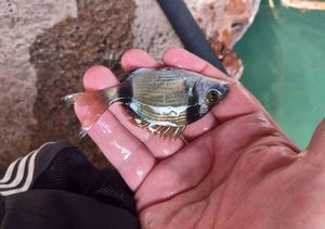Common Two-Banded Seabream