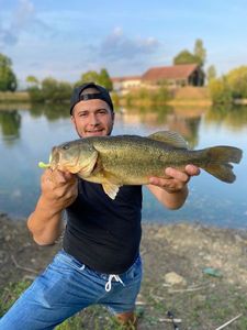 Largemouth Bass