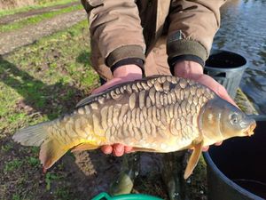 Mirror Carp