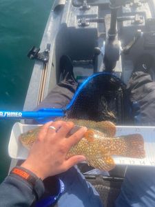 Ballan Wrasse
