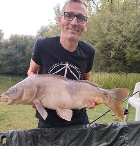 Common Carp